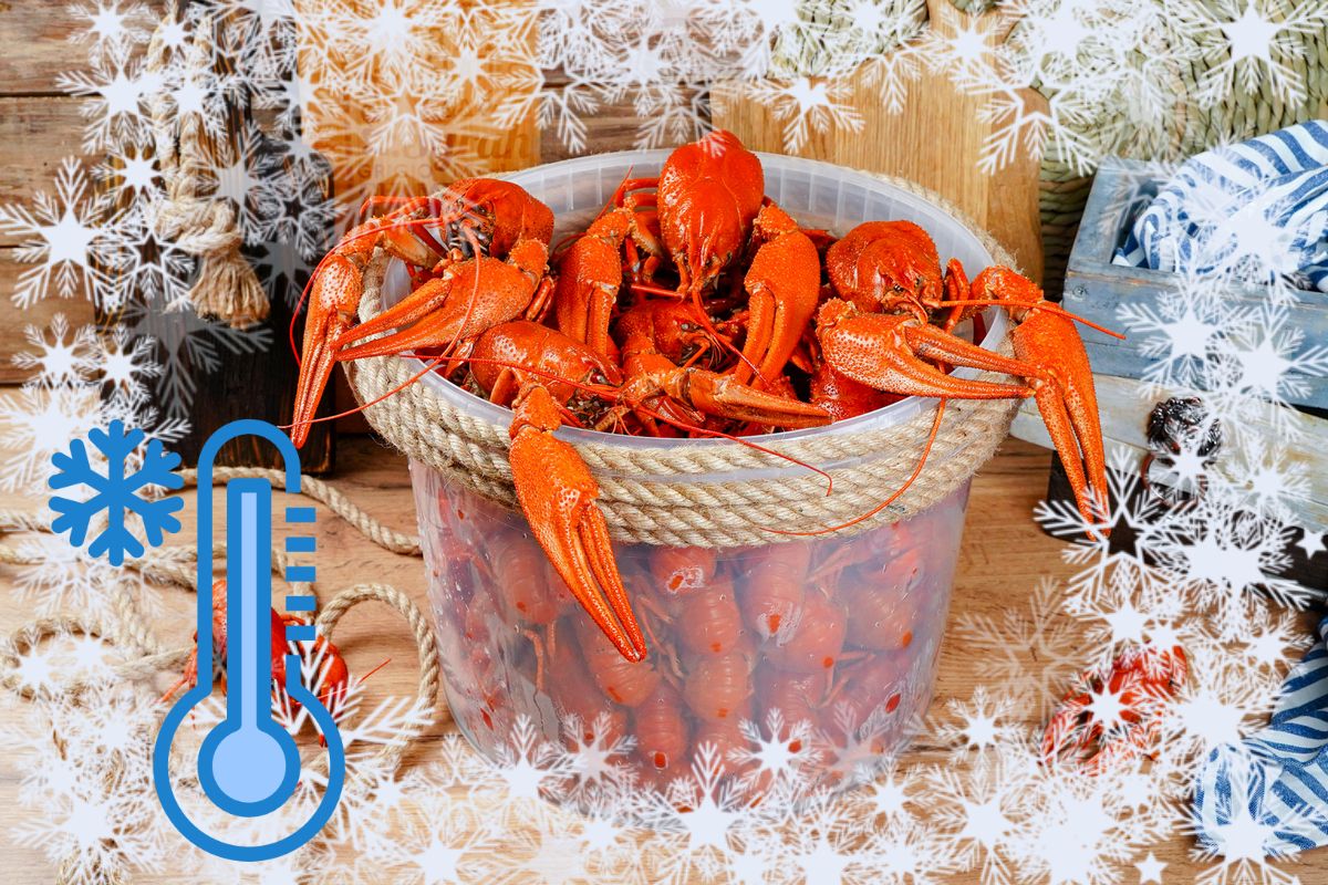 Раки варёно-мороженые